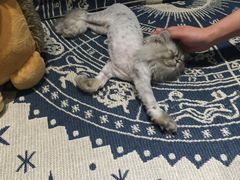 -藦茜花园宠物主题亲子互动体验馆(国顺东路店)