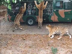 -深圳野生动物园