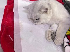 -达爱动物医院·犬猫分区·CT·复杂眼科(远洋山水分院)