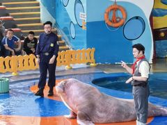 -海合安武汉极地海洋公园