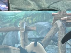 -武汉动物园