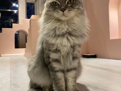 -猫儿山۰猫主题餐厅