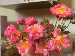 -Tomacado花厨(One ITC店)