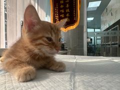 -美美宠物诊疗中心·异宠·骨科(滨江东信分院)