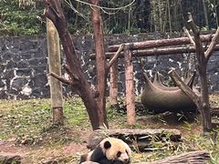 -都江堰中华大熊猫苑