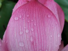 -福建鲤鱼洲酒店