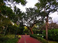 -九龙公园