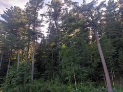 -五营红松林海景区