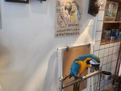 -吉丁鸟咖·异宠·寄养
