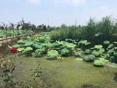 -同銮特种养殖场·龙虾垂钓