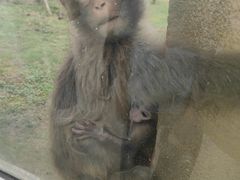 -合肥野生动物园