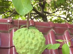 -云溪植物园