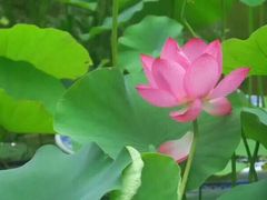 -荷塘月色湿地公园·向阳花洲
