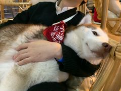 -Husky Go! 哈士奇体验馆·宠物咖啡厅狗咖