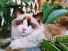 -喵屿·大理花园猫咖