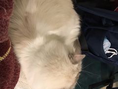 -喵喵咪呀布偶猫咖(春熙路店)