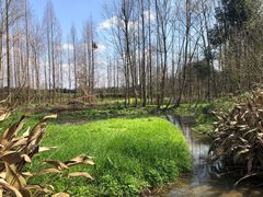 -桤木河湿地公园