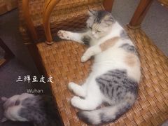 -猫色咖啡·猫咖