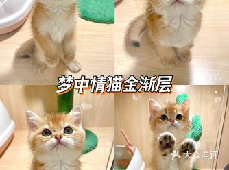 上海逛到梦想中宠物店猫咪颜值C位出道