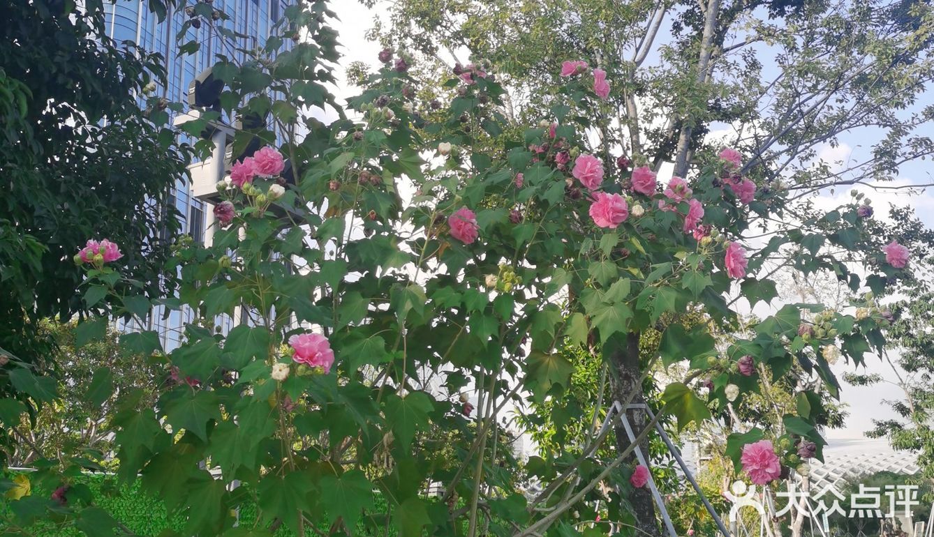 神奇的木芙蓉也叫三色花