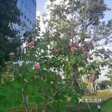 神奇的木芙蓉也叫三色花