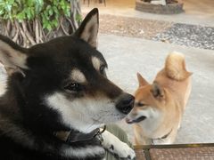 -柴犬高等学院·狗咖·柴犬售卖·宠物训练