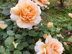 -莲花池公园