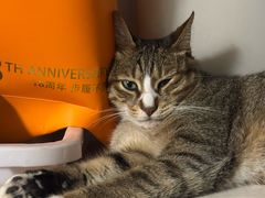 -御宝贝·A梦猫科宠物医院(国际猫友好医院)