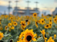 -海心沙亚运公园