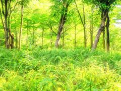 -深圳国际园林花卉博览园