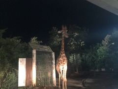 -清迈夜间动物园
