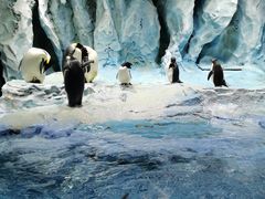 -帝企鹅自助餐厅•儿童岛•真企鹅(长隆企鹅酒店)