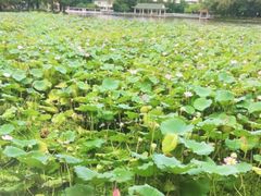 -荔湾湖公园