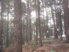 -重庆睡佛山森林公园