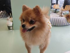 -怪兽屋·羊驼·猫咖·狗咖(俊华广场店)