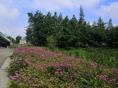 -白鹭湾湿地公园