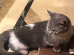 -猫色咖啡·猫咖