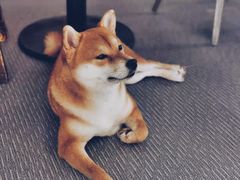 -柴源莊·柴小宠柴犬咖啡
