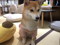 -逗柴咖啡屋·狗咖猫咖宠物桌游