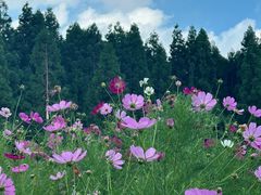 -武陵山森林公园