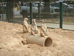 -秦皇岛野生动物园