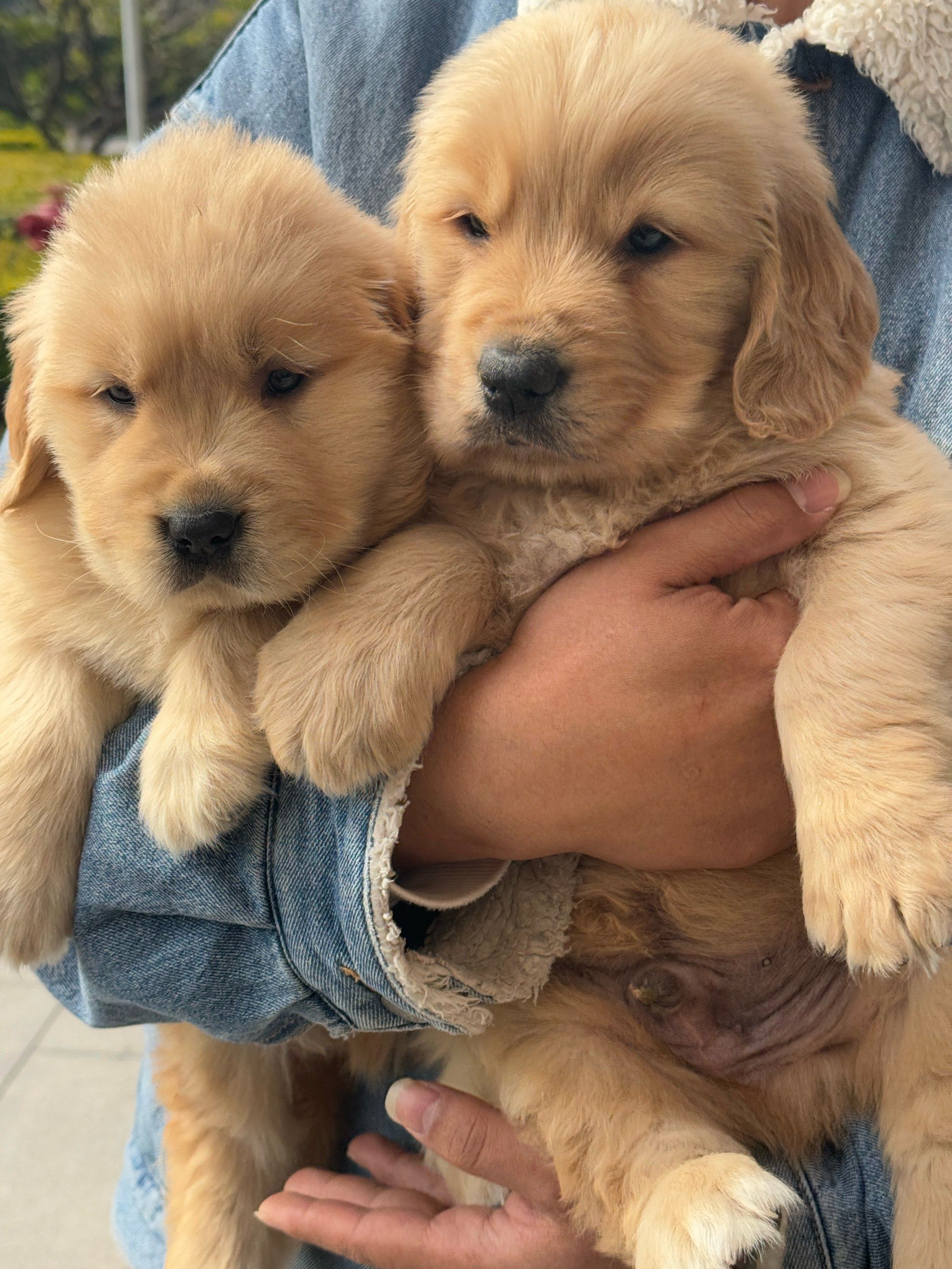 有没有想养金毛的?