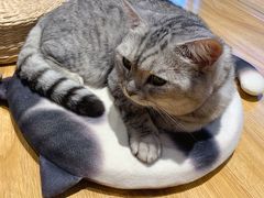 -啵啵喵·猫咖(攀华国际店)