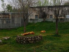 -西安秦岭野生动物园