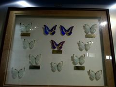 android_upload_pic-上海昆虫博物馆