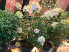 -慢丽江·云南野生菌土鸡锅(付家庄店)