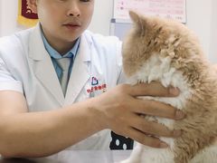 -特一安24小时宠物医院·骨科·中兽医