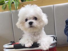 -美联众合动物医院·24h转诊中心