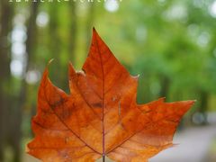 -上海共青森林公园