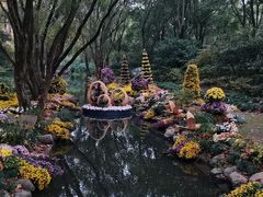 -上海共青森林公园